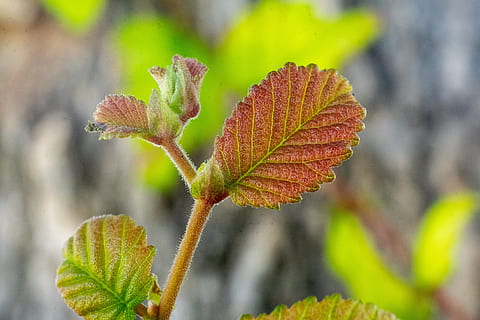 Blatt, Frühling, Baum, Orange, Baby geht, Pflanze, Pflanzenteil, Wachstum, Schönheit in der Natur, Nahansicht, Tag, Fokus auf den Vordergrund, Natur, grüne Farbe, keine Leute, draußen, Verletzlichkeit, Zerbrechlichkeit, Anfänge, selektiver Fokus, Ruhe, Herbst, Pflanzenstamm, Veränderung, Blätter, natürlicher Zustand, 4K, CC0, gemeinfrei, lizenzfrei