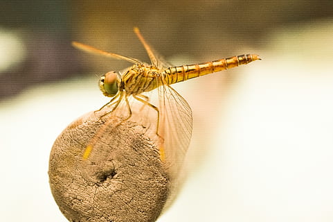 giallo, libellula, Marrone, di legno, bastone, giorno, insetto, macro, temi animali, un animale, animale, invertebrato, fauna selvatica, avvicinamento, animali allo stato selvatico, natura, concentrarsi sulle conoscenze acquisite, ala animale, parte del corpo animale, all'aperto, cavalletta, nessuno, vista laterale, 5K, CC0, dominio pubblico, privo di copyright