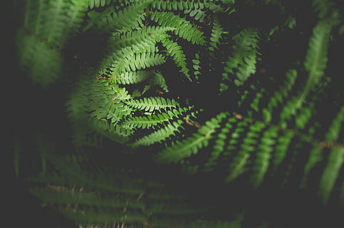 samambaia, folha, folhagem, floresta, natureza, exterior, verde, feliz, Primavera, verão, papel de parede, fundo, cor verde, crescimento, plantar, fechar-se, ninguém, beleza na natureza, parte da planta, foco seletivo, dia, árvore, ao ar livre, padronizar, quadro completo, padrão natural, origens, focar em primeiro plano, tranquilidade, sai, 4K, CC0, domínio público, royalty free