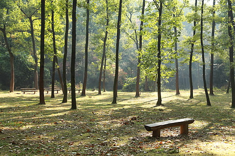 borovice, divoký, zastavit, hrubý, sol trávník, krajina, dřevo, Příroda, les, a thu, všechny tyto roky, Dějiny, židle, strom, rostlina, přistát, růst, kmen stromu, kufr, klid, krása v přírodě, den, sedadlo, lavice, klidné scény, nikdo, prázdný, venku, park, absence, mimoměstské scény, 5K, CC0, veřejná doména, bez autorských práv
