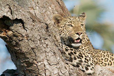leopardo, albero, stelo, animali allo stato selvatico, temi animali, fauna selvatica, animale, mammifero, tronco d'albero, grande gatto, tronco, felino, un animale, concentrarsi sulle conoscenze acquisite, gatto, vertebrato, nessuno, giorno, carnivora, natura, all'aperto, baffo, testa di animale, 4K, CC0, dominio pubblico, privo di copyright