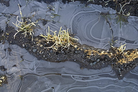 ice, cold, sun, pattern, winter, frozen, frost, nature, icy, iced, crystal, ze, plant, growth, day, no people, water, high angle view, beauty in nature, outdoors, plant part, sunlight, tranquility, leaf, land, lake, solid, field, rock, rock - object, 4K, CC0, public domain, royalty free