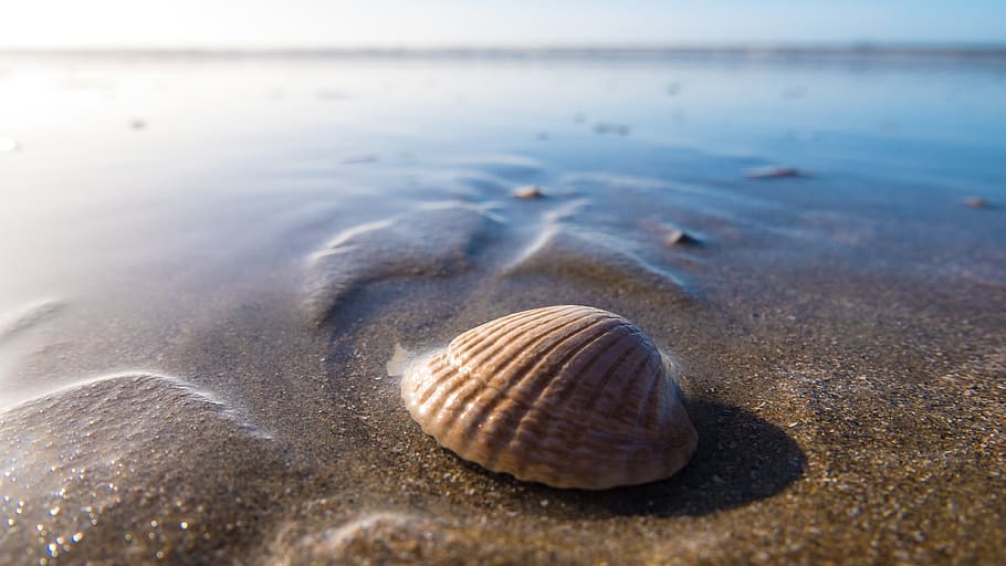 shell, pobřeží, pláž, mušle, moře, voda, zvířat, zvíře, písek, přistát, zvířecí shell, Příroda, klid, krása v přírodě, zvířata ve volné přírodě, nikdo, detail, den, klidné scény, venku, námořní, povrchu, 4K