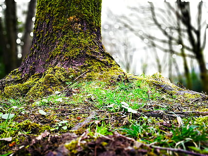træ, plante, jord, træstamme, rod, rødder, Skov, natur, skumring, have, aften, mos, alger, talte, maskine, vedbend, svamp, agaric, champignon, sollys, bagagerum, vækst, ingen mennesker, dag, ro, fokus på forgrunden, udendørs, skønhed i naturen, tæt på, selektiv fokusering, dækker, grøn farve, bark, lichen, overflade niveau, 4K, CC0, offentligt domæne, royaltyfrie