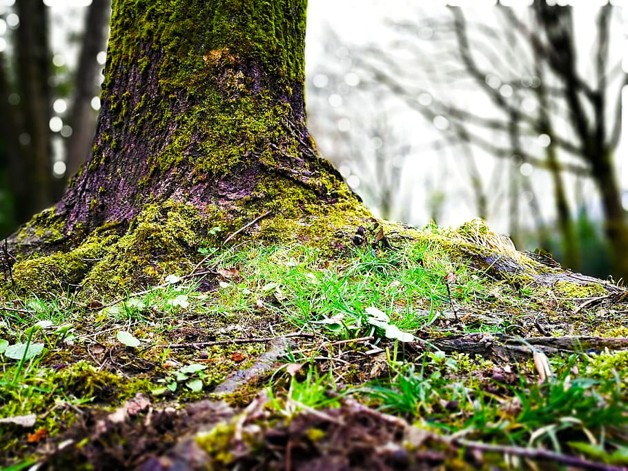 træ, plante, jord, træstamme, rod, rødder, Skov, natur, skumring, have, aften, mos, alger, talte, maskine, vedbend, svamp, agaric, champignon, sollys, bagagerum, vækst, ingen mennesker, dag, ro, fokus på forgrunden, udendørs, skønhed i naturen, tæt på, selektiv fokusering, dækker, grøn farve, bark, lichen, overflade niveau, 4K