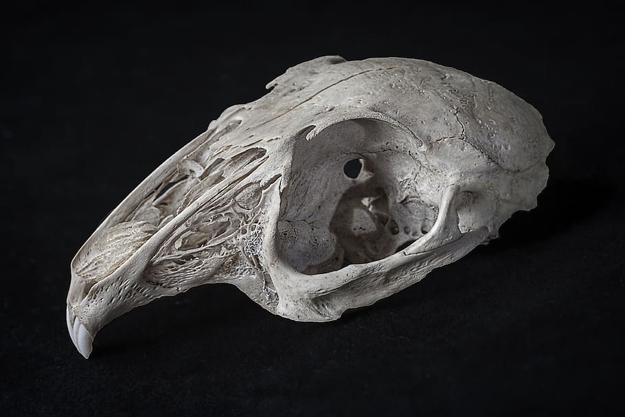 crani de conill, tancar, estudiar, macro, educació, aprendre, escola, espècimen, os, dents, fons negre, part del cos humà, esquelet humà, a l'interior, primer pla, anatomia, tir de l'estudi, part del cos, part del cos dels animals, natura morta, esquelet, crani d’animals, animal, fantasmal, crani humà, temes d'animals, os humà, crani, arqueologia, 4K