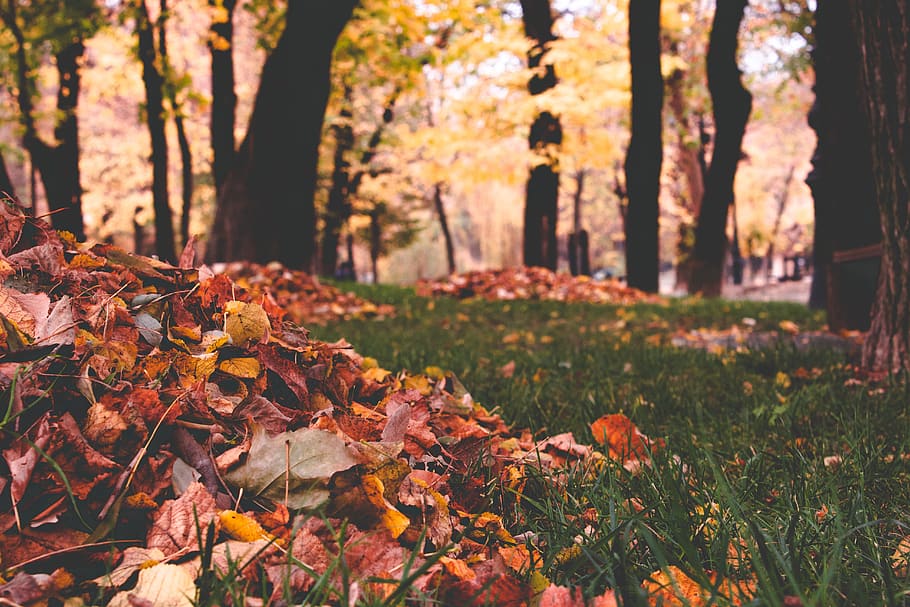 planta, hoja, árbol, tronco de arbol, suelo, arce, vegetación, al aire libre, luz del sol, naturaleza, tierra, bosque, hoja de arce, paisaje, arboleda, colorpallete, acogedor, hojas caídas, seco, otoño, cambio, parte de la planta, color naranja, el maletero, belleza en la naturaleza, crecimiento, tranquilidad, día, centrarse en primer plano, campo, nadie, que cae, hojas, condición natural, colección de otoño, 5K