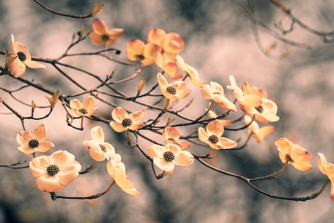 maro, roșu, flori, frumos, a inflori, înflorit, inflori, fundal neclar, luminos, a închide, colorate, lumina zilei, mediu inconjurator, floră, creştere, natură, portocale, în aer liber, petale, plantă, floare, planta cu flori, copac, fragilitate, frumusețe în natură, ramură, vulnerabilitate, prospeţime, să se concentreze asupra primelor elemente, nici o persoana, primăvară, petală, zi, vedere unghiulară joasă, cap de floare, floare de cires, 5K, CC0, domeniu public, fără drepturi de autor