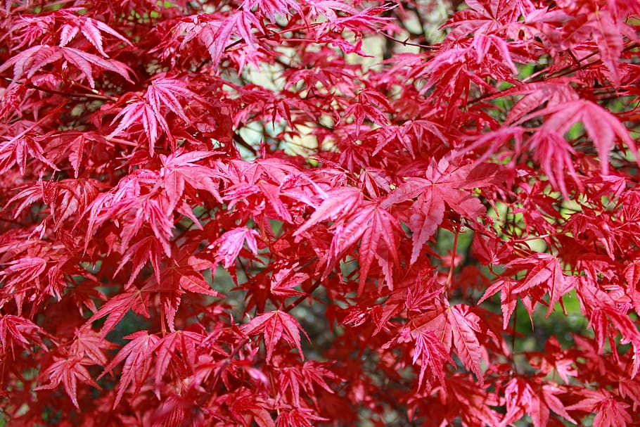 blad, plante, ahorn, træ, Botanisk Have, prag, Tjekkiet, rød, blade, ahorn blad, Palme træ, Palme-familien, Busk, vegetation, vokssegl, anis, pæon, blomstre, blomst, Skov, tæt på, fuld ramme, dag, ingen mennesker, baggrunde, vækst, plante del, overflod, skønhed i naturen, natur, efterår, friskhed, udendørs, blomstrende plante, kronblad, sårbarhed, lave om, blomsterhoved, 5K
