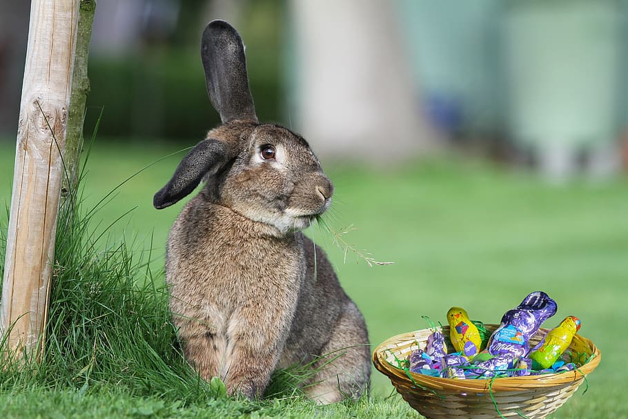 Pasqua, Feliç Pasqua, œuf, primavera, bonic, conill, llebre, menjar, poder, verd, Festival, mamífer, animal, temes d'animals, centrar-se en primer pla, vertebrats, herba, un animal, primer pla, cap gent, dia, naturalesa, conill - animal, mascotes, animals domèstics, planta, camp, contenidor, color verd, nacional, herbívors, 4K
