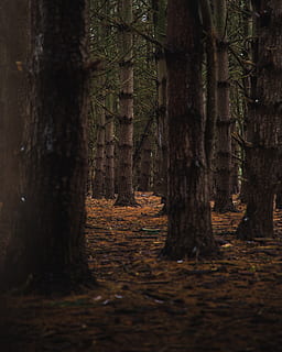 marró, troncs d’arbres, durant el dia, planta, arbre, tronc de l'arbre, sòl, arrel, roba, abric, sequoia, làpida, tomba, conill, animal, mamífer, rosegador, ordinador, electrònica, PC, barana, terra, bosc, tronc, tranquil·litat, creixement, naturalesa, bellesa a la natura, cap gent, dia, escena no urbana, a l'aire lliure, enfocament selectiu, escena tranquil·la, escenics - natura, camp, remot, 5K, CC0, domini públic, lliure de regalies
