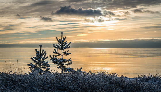 Seeblick, Sonnenuntergang Foto, Strand, Wolken, Dämmerung, Abend, Gras, Landschaft, Licht, Ozean, Pflanzen, Meer, seelandschaft, Himmel, Schnee, Sonne, Sonnenuntergang, Bäume, Wasser, Winter, Schönheit in der Natur, Pflanze, Ruhe, Szenen - Natur, ruhige Szene, wolke - himmel, Natur, keine Leute, Land, Wachstum, orange Farbe, Nicht-städtische Szene, idyllisch, Horizont über Wasser, Horizont, draußen, 8K, CC0, gemeinfrei, lizenzfrei