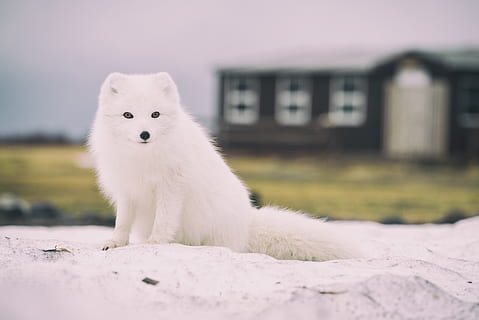 Polarfuchs, Tier, Fuchs, Tierwelt, Säugetier, Eckzahn, Island, wildes Tier, weißer Fuchs, isländischer Fuchs, verwischen, Weiß, Grün, Bokeh, Natur, Tierfotografie, Hund, Haustier, weißer Hund, ein Tier, weiße Farbe, Tierthemen, inländisch, Haustiere, die Architektur, Wirbeltier, Gebäudehülle, gebaute Struktur, Porträt, Kamera betrachten, Fokus auf den Vordergrund, keine Leute, Tag, Schnee, Gebäude, draußen, pommerschen, 5K, CC0, gemeinfrei, lizenzfrei