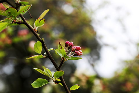 Knospung, Frühling, Baum, Knospe, Ast, Blumen, Pflanze, Blume, Wachstum, Schönheit in der Natur, blühende Pflanze, Frische, Pflanzenteil, Blatt, Nahansicht, Fokus auf den Vordergrund, Zerbrechlichkeit, Verletzlichkeit, Natur, Tag, keine Leute, grüne Farbe, draußen, rot, Blütenkopf, Gartenarbeit, 5K, CC0, gemeinfrei, lizenzfrei