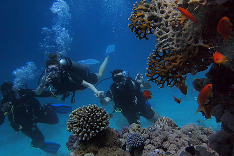 three, people, diving, body, water, corals, deep, deep sea, divers, egypt, exploration, ocean, Red sea, reef, scuba, sea, snorkeling, underwater, undersea, animal, animal wildlife, scuba diving, animal themes, sea life, swimming, animals in the wild, sport, marine, fish, aquatic sport, vertebrate, adventure, coral, nature, group of animals, underwater diving, school of fish, 4K, CC0, public domain, royalty free