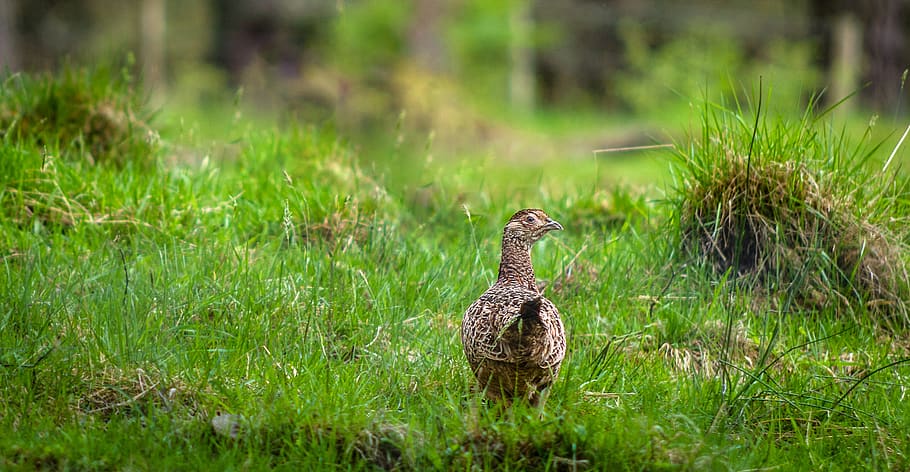 fazant, kip, weide, gras, groen, natuur, soorten, vogel, landschap, landelijk, Bos, dierlijke thema's, dier, dierenleven, dieren in het wild, één dier, gewerveld, fabriek, groene kleur, geen mensen, roofvogel, selectieve aandacht, dag, buitenshuis, schoonheid in de natuur, land-, jong dier, veld-, valk - vogel, 2K