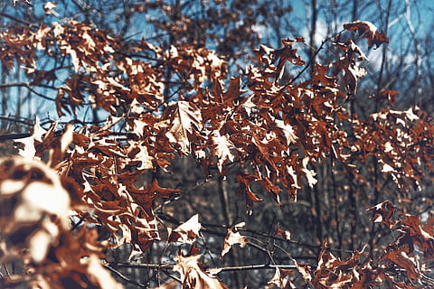 planta, arce, árbol, crm, otoño, crujido, roble, hoja, hoja de arce, tronco de arbol, luz del sol, abedul, suelo, llamarada, ligero, al aire libre, alquitrán, aluminio, gotita, ciervo, parte de la planta, nadie, seco, naturaleza, día, cambio, tierra, enfoque selectivo, de cerca, belleza en la naturaleza, centrarse en primer plano, crecimiento, hojas, campo, colección de otoño, condición natural, planta marchita, 5K, CC0, dominio público, libre de derechos