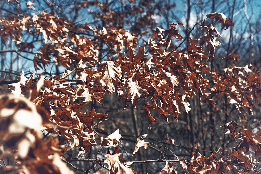 planta, maple, arbre, crm, caure, crisi, roure, full, fulla d'auró, tronc de l'arbre, llum solar, bedoll, sòl, flamarada, llum, a l'aire lliure, tar, alumini, gota, cérvol, part de la planta, tardor, cap gent, sec, naturalesa, dia, canvi, terra, enfocament selectiu, primer pla, bellesa a la natura, centrar-se en primer pla, creixement, fulles, camp, col·lecció de tardor, condició natural, Planta esvaïda, 5K