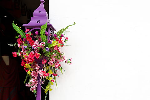 ecuador, cotacachi, flowering plant, flower, plant, freshness, pink color, vulnerability, fragility, beauty in nature, nature, architecture, growth, built structure, day, petal, no people, building exterior, wall - building feature, close-up, copy space, inflorescence, flower head, outdoors, flower pot, 4K, CC0, public domain, royalty free