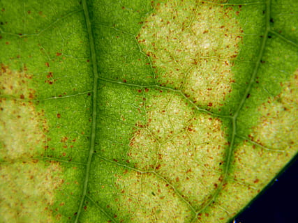 leaf, translucent, macro, closeup, green color, plant part, plant, no people, close-up, leaf vein, nature, backgrounds, full frame, growth, day, autumn, directly above, natural pattern, beauty in nature, outdoors, food, food and drink, fruit, leaves, 4K, CC0, public domain, royalty free