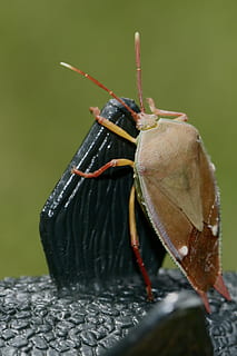 brown, yellow, insect, invertebrate, animal, cricket insect, aphid, grasshopper, grasshoper, cockroach, iris, blossom, flower, plant, wasp, bee, hornet, andrena, accessories, goggles, accessory, butterfly, animal wildlife, animals in the wild, animal themes, one animal, close-up, day, focus on foreground, no people, black color, animal body part, animal antenna, nature, outdoors, solid, zoology, selective focus, 2K, CC0, public domain, royalty free