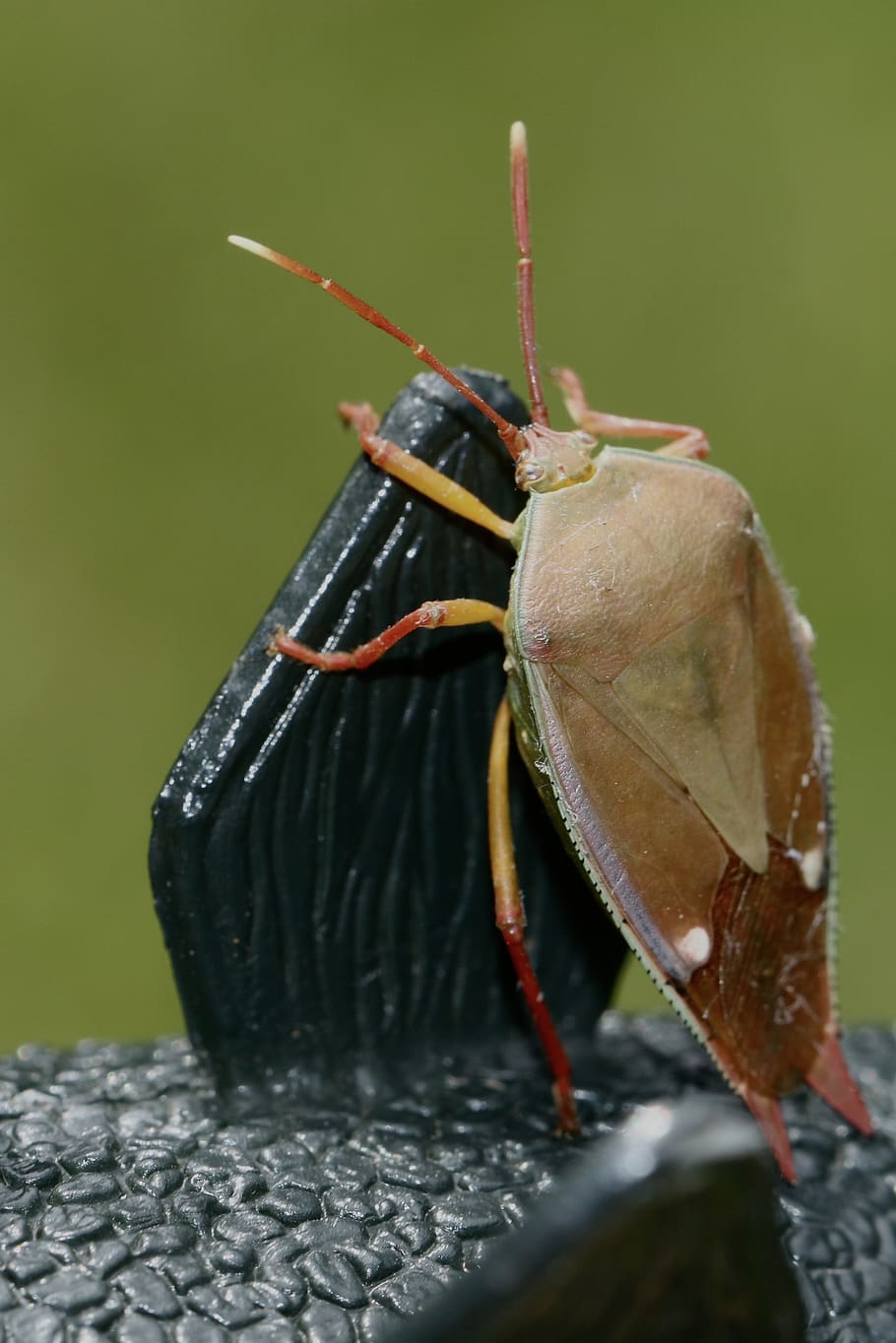 marró, groc, insecte, invertebrat, animal, insecte de cricket, pugó, Llagosta, la panerola, iris, flor, planta, Vespa, abella, Hornet, andrena, accessoris, ulleres de protecció, accessori, papallona, fauna animal, animals a la natura, temes d'animals, un animal, primer pla, dia, centrar-se en primer pla, cap gent, color negre, part del cos dels animals, antena animal, naturalesa, a l'aire lliure, sòlid, zoologia, enfocament selectiu, 2K