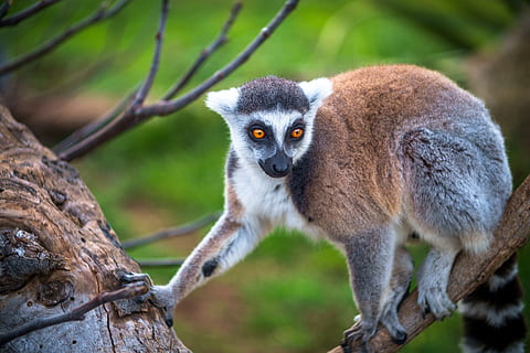 lemure, scimmia, primario, Madagascar, animale, selvaggio, fauna selvatica, animali allo stato selvatico, un animale, mammifero, albero, pianta, concentrarsi sulle conoscenze acquisite, ramo, nessuno, vertebrato, natura, giorno, primate, all'aperto, ritratto, avvicinamento, 4K, CC0, dominio pubblico, privo di copyright