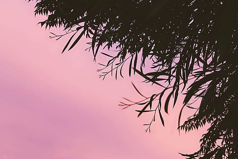 ciel, arbre, feuille, feuilles, rose, rouge, le coucher du soleil, lever du soleil, la nature, silhouette, en plein air, tuni, Tunisie, la photographie, photo, canon, fond d'écran, abstrait, pente, forêt, arrière-plans, été, branche, saison, lumière du soleil, beauté dans la nature, plante, personne, paysages, 4K, CC0, domaine public, libre de droits