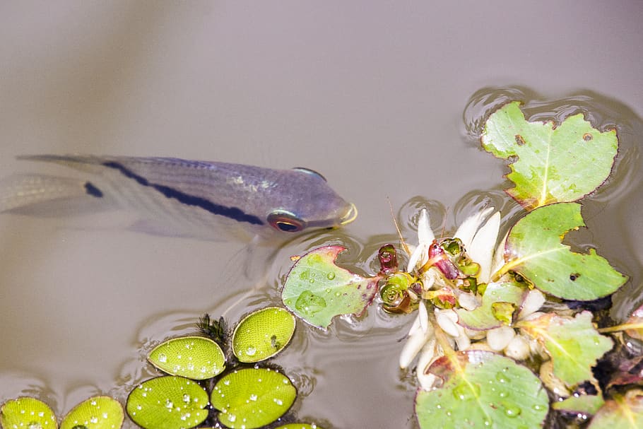 træer, natur, fisk, amazon, sø, vand, Peru, flora, fauna, grøn, ren, dyr, dyre temaer, hvirveldyr, indendørs, mad, mad og drikke, ingen mennesker, tæt på, et dyr, studio skud, glas - materiale, friskhed, plante, dyreliv, frugt, svømning, flyder på vandet, 5K