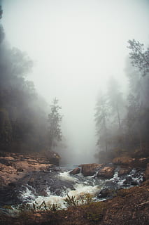 Skov, omgivet, flod, tåge, natur, vejr, grå, vand, bæk, strøm, udendørs, havbølger, ocean, hav, kyst, klippe, plante, træ, vegetation, jord, flora, damp, ro, skønhed i naturen, rolig scene, scenics - natur, ingen mennesker, himmel, dag, ikke-urbane scene, miljø, vinter, fjern, landskab, kold temperatur, diset, 2K, CC0, offentligt domæne, royaltyfrie