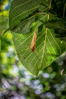 marró, insecte, full, tehran, arna, papallona, animal, Llagosta, invertebrat, iran, província de Tailàndia, verd, error, naturalesa, fulles, textura, espeluznante, antena, ull, ala, vena, part de la planta, color verd, primer pla, vena de la fulla, centrar-se en primer pla, planta, dia, creixement, bellesa a la natura, cap gent, a l'aire lliure, fragilitat, vulnerabilitat, temes d'animals, fauna animal, canvi, 5K, CC0, domini públic, lliure de regalies