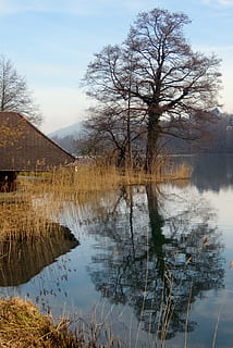 boom, natuur, reflectie, wateren, meer, Rotsee, boothuis, mirroring, els, water, fabriek, kalmte, hemel, schoonheid in de natuur, scenics - natuur, rustige scène, geen mensen, dag, wolk - lucht, kale boom, niet-stedelijke scène, buitenshuis, landschap, waterkant, 2K, CC0, publiek domein, royaltyvrij