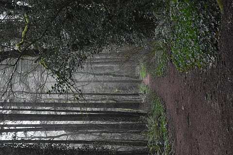 bosque vacío, suelo, planta, árbol, naturaleza, al aire libre, clima, camino, niebla, la carretera, tronco de arbol, camino de tierra, grava, sendero, cerámica, tarro, florero, secoya, plantador, planta en maceta, escalera, arquitectura, nadie, escalones y escaleras, crecimiento, bosque, dirección, el camino a seguir, día, estructura construida, tranquilidad, tierra, belleza en la naturaleza, abandonado, rama, vacío, 5K, CC0, dominio público, libre de derechos