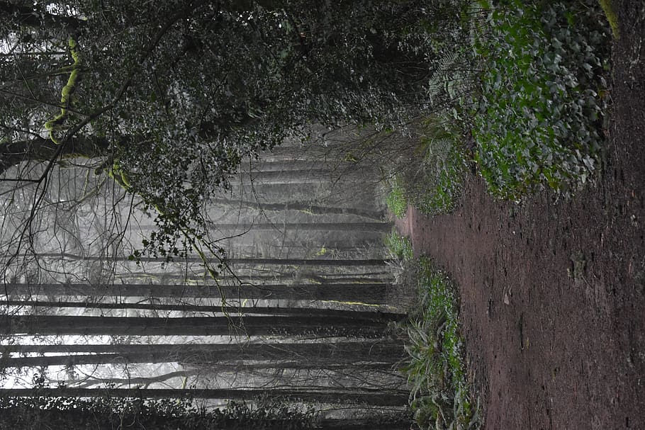 bosque vacío, suelo, planta, árbol, naturaleza, al aire libre, clima, camino, niebla, la carretera, tronco de arbol, camino de tierra, grava, sendero, cerámica, tarro, florero, secoya, plantador, planta en maceta, escalera, arquitectura, nadie, escalones y escaleras, crecimiento, bosque, dirección, el camino a seguir, día, estructura construida, tranquilidad, tierra, belleza en la naturaleza, abandonado, rama, vacío, 5K