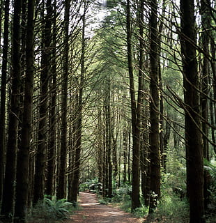 sin pavimentar, camino, arboles, ramas, ambiente, bosque, caminata, naturaleza, parque, plantas, sendero, troncos de árboles, camino sin pavimentar, marchito, árbol, planta, tierra, el maletero, tronco de arbol, crecimiento, tranquilidad, belleza en la naturaleza, nadie, escena tranquila, día, escena no urbana, el camino a seguir, paisajes - naturaleza, dirección, al aire libre, abundancia, planta de bambú, treelined, 1080P, CC0, dominio público, libre de derechos