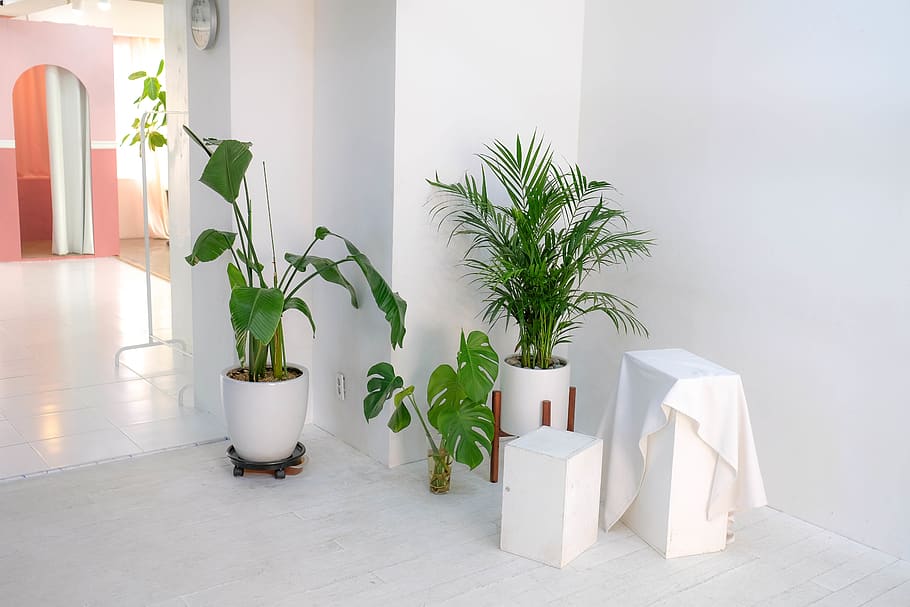 plantes à feuilles vertes, plante, plante en pot, la nature, personne, à l'intérieur, croissance, journée, couleur blanche, table, feuille, couleur verte, construction de murs, intérieur de la maison, partie de la plante, architecture, sol, maison, chambre domestique, structure construite, plante d'appartement, luxe, 5K