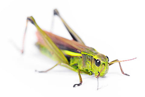 antena, error, copyspace, Llagosta, verd, a l'interior, insecte, aïllat, animal, studioshot, blanc, invertebrat, un animal, color verd, fauna animal, part del cos dels animals, primer pla, fons blanc, antena animal, macro, cap gent, naturalesa, primer pla extrem, cames d’animal, animals a la natura, tallar, petit, ull d’animals, 2K, CC0, domini públic, lliure de regalies