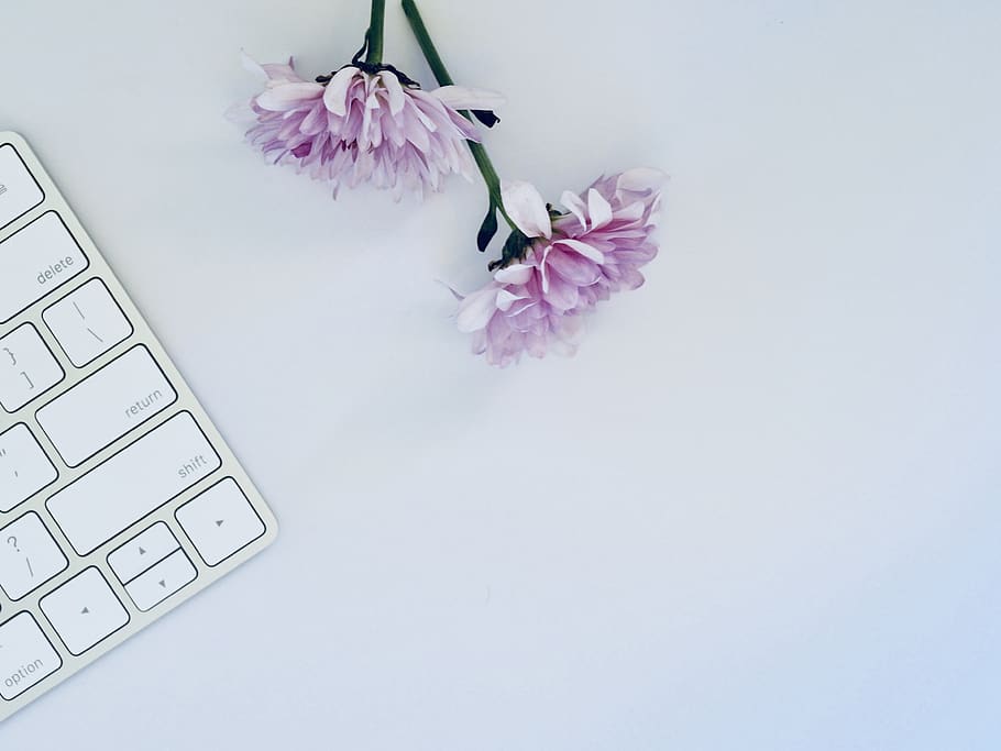 dues flors morades, conceptual, creatiu, escriptori, flatlay, flora, flors, teclat, oficina, porpra, simple, tecnologia, flor, planta amb flors, a l'interior, planta, frescor, bellesa a la natura, primer pla, vulnerabilitat, taula, cap gent, fragilitat, còpia espai, pètal, tir de l'estudi, ordinador, color rosa, comunicació, portàtil, cap de flor, arranjament floral, 4K