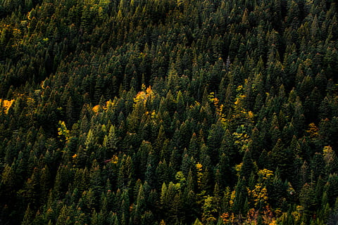 aereo, foto, foresta, albero, autunno, arancia, giallo, struttura, natura, buio, verde, vibrazione, minimalista, Colorfoul, colore, alp, lunatico, Svizzera, carta da parati hd, sfondo, pianta, bellezza nella natura, terra, crescita, scenics - natura, Pino, bosco, la tranquillità, colore verde, scena tranquilla, bosco di pini, scena non urbana, albero di conifere, vista dall'alto, nessuno, giorno, fogliame lussureggiante, all'aperto, albero sempreverde, sopra, 5K, CC0, dominio pubblico, privo di copyright