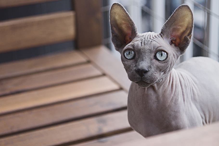 sphynx cat, mamífer, un animal, mascotes, nacional, animals domèstics, retrat, mirant la càmera, caní, gos, a l'interior, gent, relaxació, vertebrats, centrar-se en primer pla, primer pla, material de fusta, petit, 2K