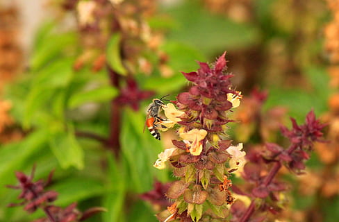 abeille, nectar, en buvant, thèmes animaux, fleur, plante à fleurs, la faune des animaux, animal, animaux à l'état sauvage, invertébré, plante, un animal, insecte, fermer, beauté dans la nature, fragilité, fraîcheur, croissance, vulnérabilité, pollinisation, pétale, se concentrer sur le premier plan, la nature, tête de fleur, personne, en plein air, papillon - insecte, 2K, CC0, domaine public, libre de droits