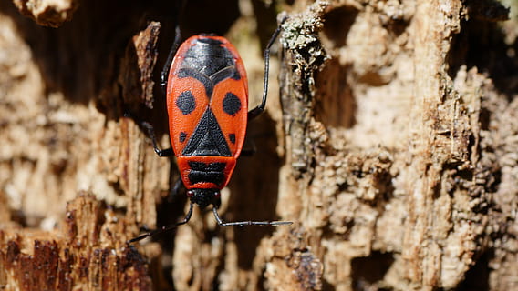 fire beetle, beetle, insect, forest, animal themes, animal, one animal, animal wildlife, animals in the wild, focus on foreground, close-up, invertebrate, nature, tree trunk, trunk, tree, no people, day, outdoors, animal body part, plant, sunlight, vertebrate, 5K, CC0, public domain, royalty free