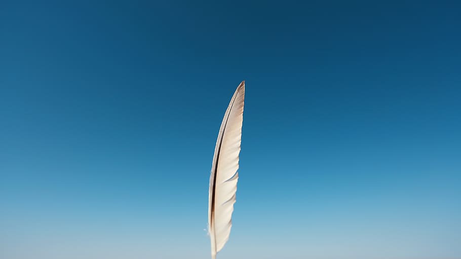 desert de Gobi, blau, cel, ploma, cap gent, naturalesa, volant, còpia espai, dia, a l'aire lliure, a l'aire, vista d’angle baix, cel clar, suavitat, primer pla, sol objecte, moviment, bellesa a la natura, fons de colors, lleuger, Color blanc, 4K