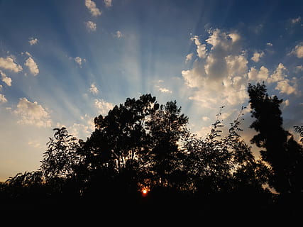 arbres, ombres, posta de sol, sol, godrays, núvols, cel, pi, herba, negre, tarda, núvol - cel, arbre, planta, bellesa a la natura, tranquil·litat, silueta, vista d’angle baix, escena tranquil·la, escenics - natura, naturalesa, creixement, cap gent, a l'aire lliure, llum solar, idíl·lic, escena no urbana, raig de sol, dia, 4K, CC0, domini públic, lliure de regalies