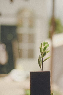 flach, Fokus, vergossen, Grün, blätterte, Pflanze, Makro, Wachstum, Fokus auf den Vordergrund, Nahansicht, keine Leute, grüne Farbe, Schönheit in der Natur, Natur, Sukkulente, Blume, Topfpflanze, Blatt, selektiver Fokus, Pflanzenteil, drinnen, blühende Pflanze, Tag, Verletzlichkeit, Frische, Blütenkopf, Zimmerpflanze, Blumenschmuck, 5K, CC0, gemeinfrei, lizenzfrei