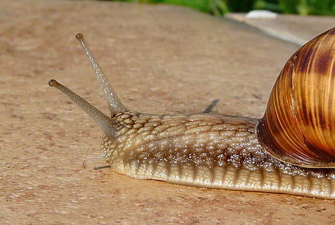 Marrone, grigio, lumaca, macro, modello, conchiglia, viscido, animale, temi animali, fauna selvatica, animali allo stato selvatico, un animale, mollusco, gasteropode, avvicinamento, invertebrato, giorno, natura, nessuno, concentrarsi sulle conoscenze acquisite, all'aperto, parte del corpo animale, antenna animale, terra, marino, 1080P, CC0, dominio pubblico, privo di copyright