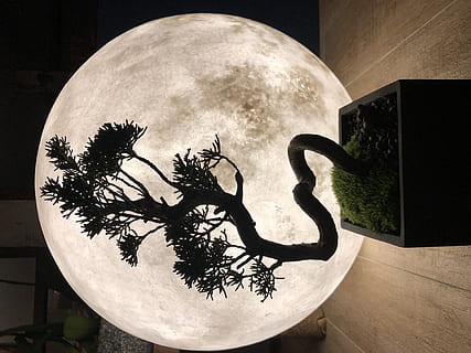 love, tree, zen, plant, no people, nature, art and craft, indoors, architecture, shape, sky, creativity, circle, geometric shape, built structure, potted plant, day, growth, design, digital composite, 4K, CC0, public domain, royalty free