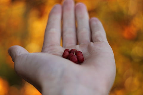 Abenteuer, erkunden, Licht, wild, Baum, schließen, Hand, Obst, Lebensmittel, Beere, warm, kalt, Farben, fallen, Natur, Makro, menschliche Hand, menschliches Körperteil, eine Person, echte Menschen, Fokus auf den Vordergrund, Finger, menschlicher Finger, Nahansicht, Körperteil, halten, Tag, Lebensstile, selektiver Fokus, Freizeitbeschäftigung, persönliche Perspektive, Essen und Trinken, Herbst, draußen, 4K, CC0, gemeinfrei, lizenzfrei