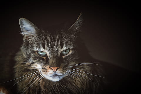 close-up photo, brown, maine coon cat, grumpy, portrait, cat, animal themes, animal, one animal, feline, mammal, pets, domestic animals, domestic, domestic cat, looking at camera, vertebrate, whisker, close-up, animal body part, indoors, no people, studio shot, animal head, black background, animal eye, tabby, 5K, CC0, public domain, royalty free