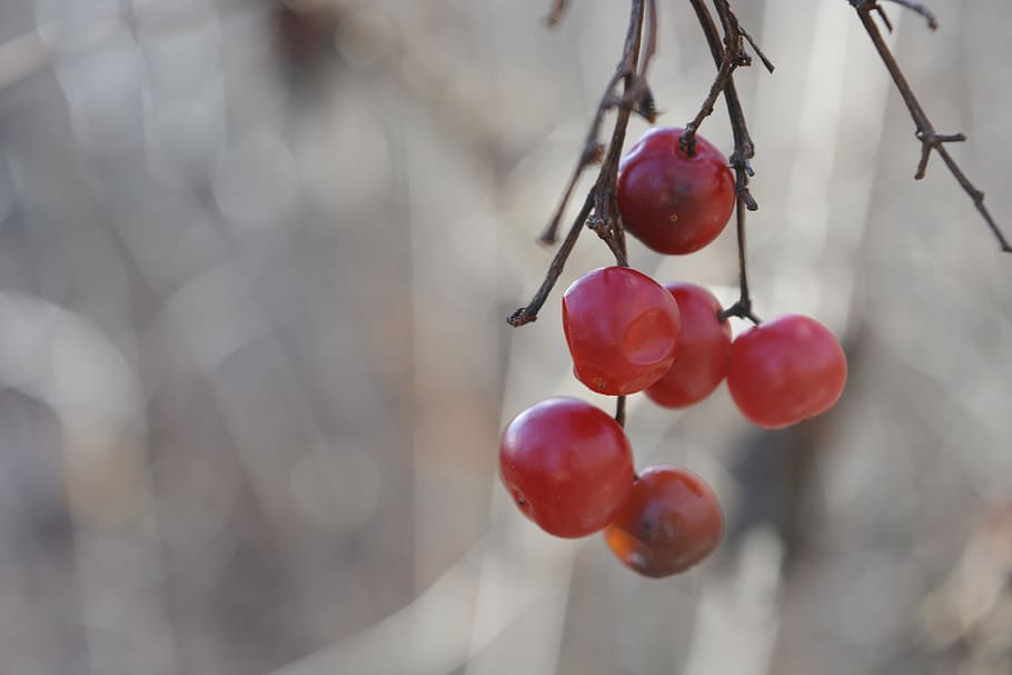 rote Kirschen, Pflanze, Obst, Apfel, Lebensmittel, Kirsche, Natur, wild, trocken, Herbst, rot, Wald, Pflaume, Trauben, Cricket-Insekt, Tier, Insekt, wirbellos, Venen, Süßigkeiten, Süßwaren, gesundes Essen, Essen und Trinken, Fokus auf den Vordergrund, Frische, Wachstum, Nahansicht, Baum, Tag, Wohlbefinden, keine Leute, Beerenfrucht, hängend, draußen, Zweig, Ast, reif, Rote Johannisbeere, Vogelbeere, 5K